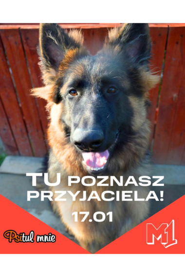 Psitul Mnie - 17.01.2026