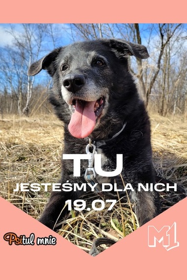 Zbiórka na rzecz schroniska