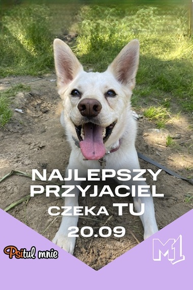 Zbiórka na rzecz schroniska