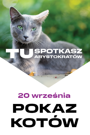 TU Wystawa kotów