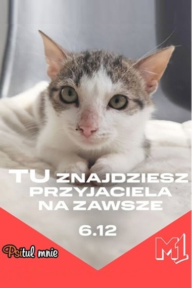 Zbiórka na rzecz schroniska